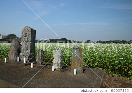 Autumn buckwheat field scenery in Moroyama-cho Daiji district 69037353