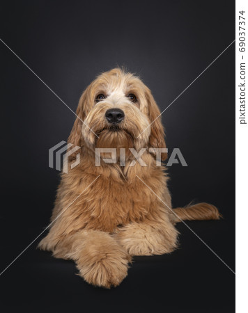 Friendly Labradoodle / Cobberdog on black 69037374