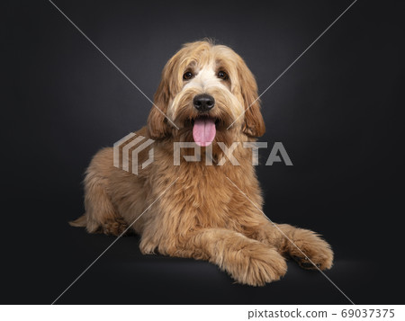 Friendly Labradoodle / Cobberdog on black 69037375