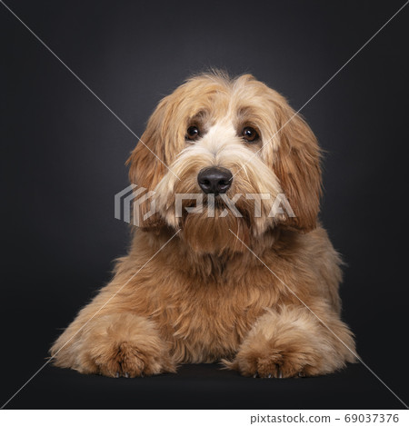 Friendly Labradoodle / Cobberdog on black 69037376