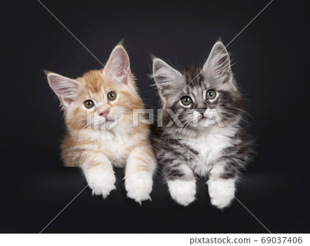 Duo Miane Coon cat kittens on black background Duo Miane Coon cat kittens on black background 69037406