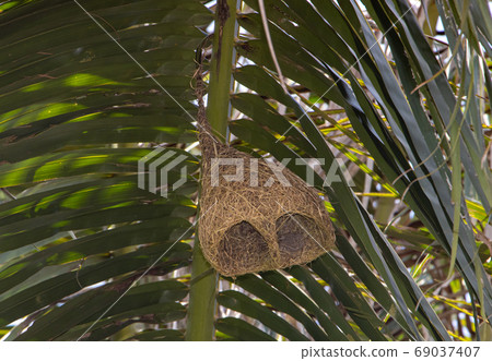A bird nest hang under leaf of palm tree. The long 69037407