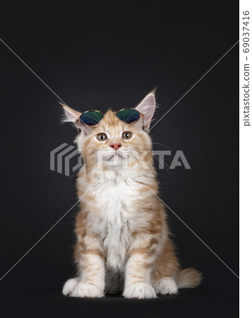 Red silver Maine Coon kitten on black background. 69037416