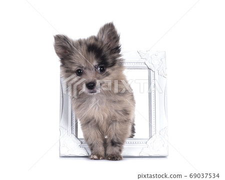Blue merle Pomerian mix boomer pup on white 69037534