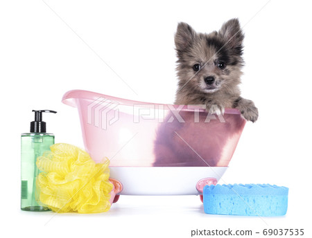 Blue merle Pomerian mix boomer pup on white 69037535