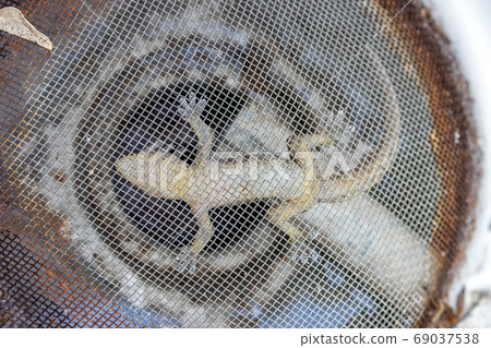 A small lizard hangs upside down on a steel net. 69037538