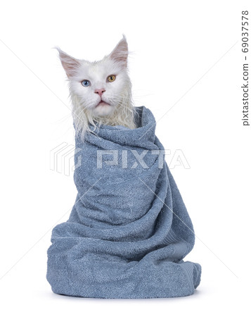 Wet cat in towel on white background Wet cat in towel on white background 69037578