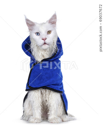 Wet cat in towel on white background Wet cat in towel on white background 69037672