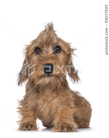 Wirehair Kanninchen Dachshund pup on white 69037685
