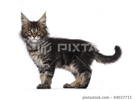 Classic tabby kitten on white background Classic tabby kitten on white background 69037715