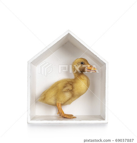 Peking Duck chick on white background 69037887