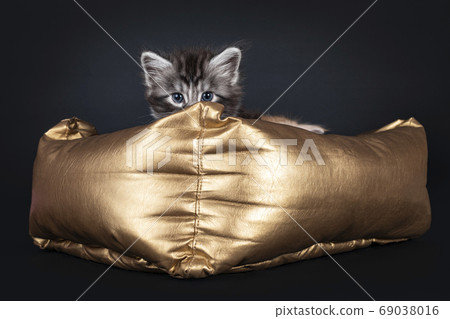 Five week old Maine Coon cat on black background Five week old Maine Coon cat on black background 69038016