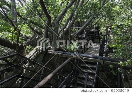 Anping tree shop in Taiwan, Seki tree, Tainan Anping tree shop in Taiwan, Seki tree, Tainan 69038049