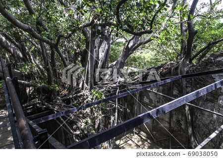 Anping tree shop in Taiwan, Seki tree, Tainan 69038050