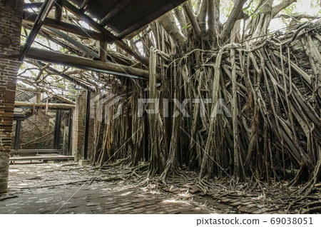 台灣安平樹店，台南關樹 69038051