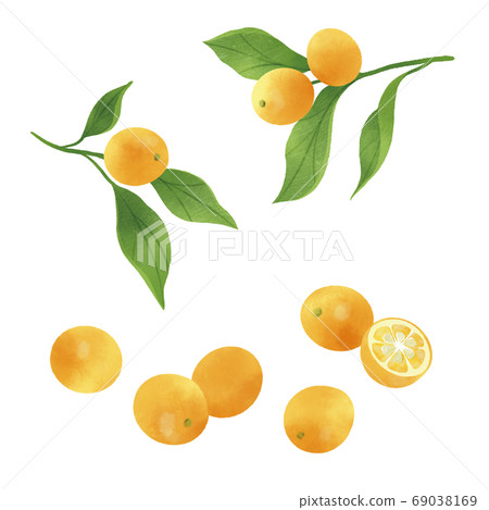 金桔手繪插圖 金桔手繪插圖 69038169