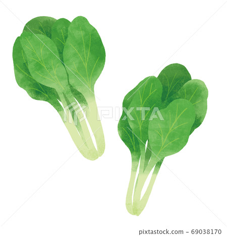 Komatsuna手繪插圖 Komatsuna手繪插圖 69038170