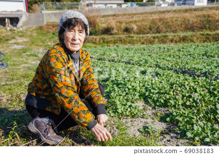 Elderly woman weeding 69038183