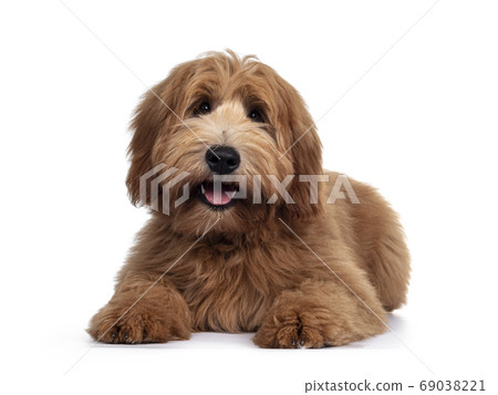 Red / abricot Australian Cobberdog on white 69038221