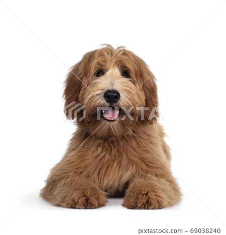 Red / abricot Australian Cobberdog on white Red / abricot Australian Cobberdog on white 69038240