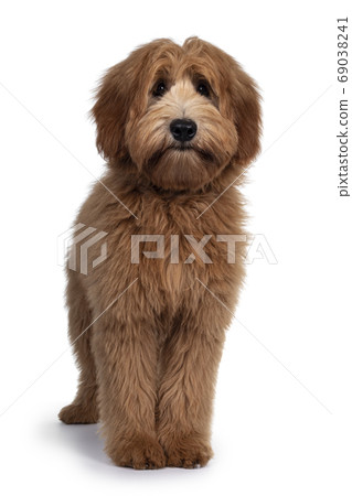 Red / abricot Australian Cobberdog on white 69038241