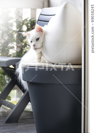 Maine Coon cat in moders summer life style 69038245