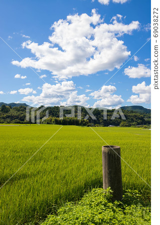 Blue sky and rice field Blue sky and rice field 69038272