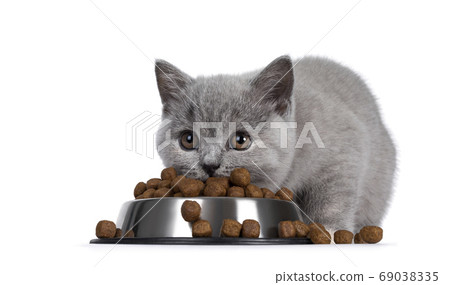 Eating kitten on white background 69038335