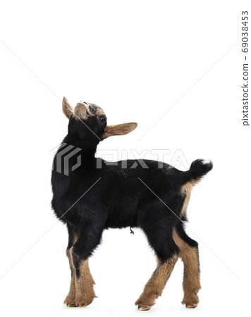 Black / brown baby goat on white background 69038453