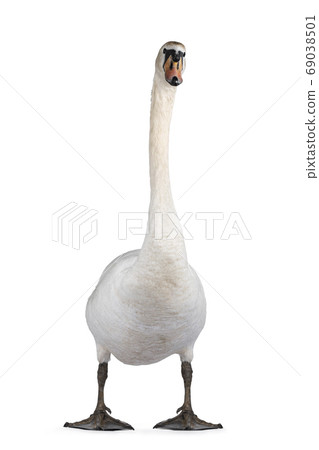 White swan on white background White swan on white background 69038501