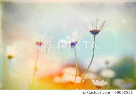 Vintage Wilde Chamomile Flowers. Retro Flowers Background 69038538