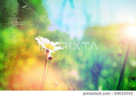 Vintage Wilde Chamomile Flowers. Retro Flowers Background 69038543