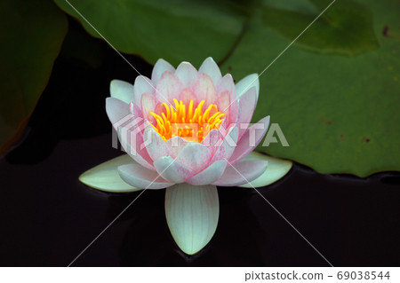 小木屋的睡蓮 小木屋的睡蓮 69038544