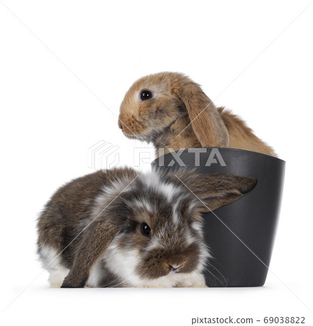 Baby bunny on white background 69038822