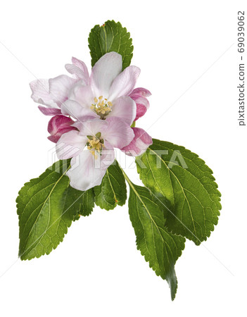 Spring blossom on white background 69039062