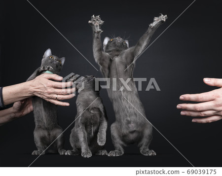 Row of 3 Korat kittens on black background Row of 3 Korat kittens on black background 69039175