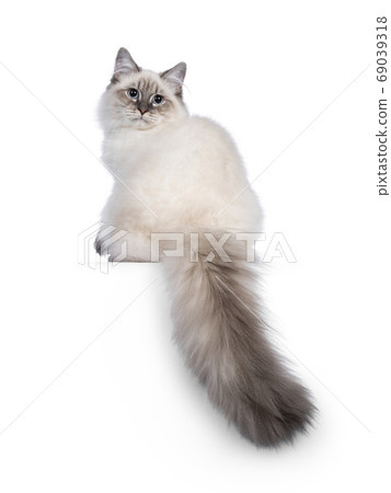Neva Masquerade cat on white background 69039318
