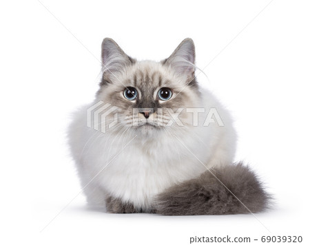 Neva Masquerade cat on white background 69039320