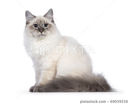 Neva Masquerade cat on white background 69039338