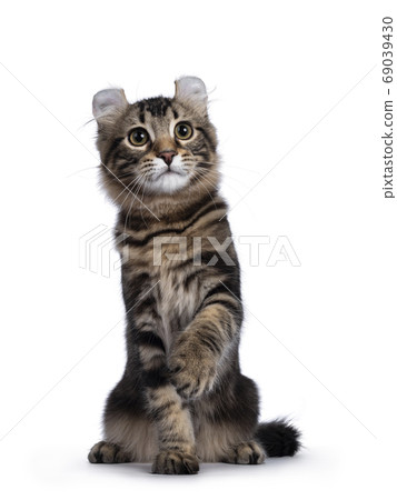 American Curl kitten on white background American Curl kitten on white background 69039430