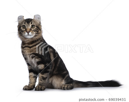 American Curl kitten on white background 69039431