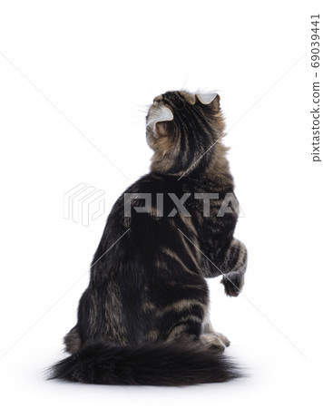 American Curl kitten on white background American Curl kitten on white background 69039441