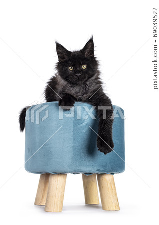 Black smoke Maine Coon kitten on white background Black smoke Maine Coon kitten on white background 69039522