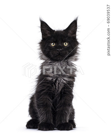 Black smoke Maine Coon kitten on white background 69039537