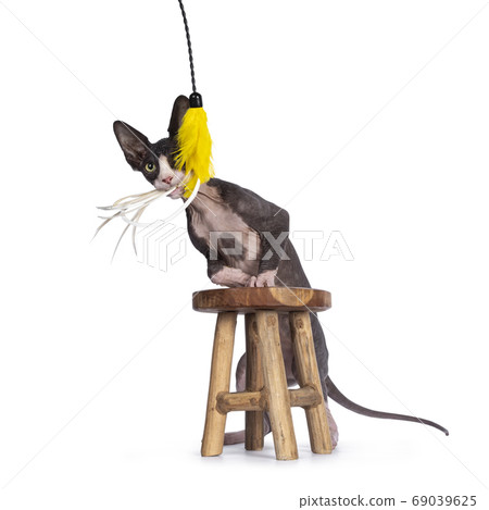 Sphynx kitten on white background 69039625