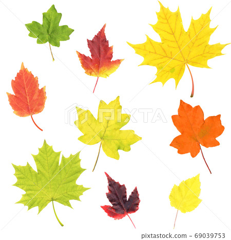Autumn Leaves Set Isolated White Background 69039753