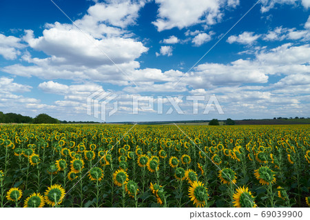 bright sunflower field, a beautiful landscape on a summer day bright sunflower field, a beautiful landscape on a summer day 69039900