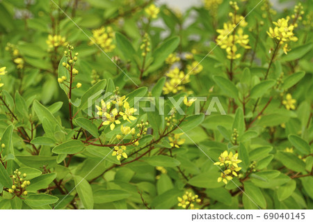 小黃色galfimia gracilis花 小黃色galfimia gracilis花 69040145