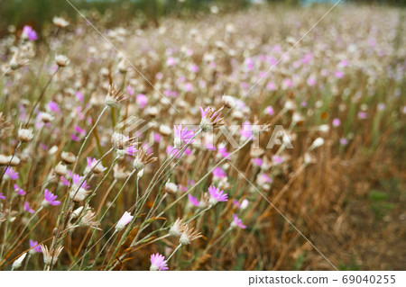 beautiful summer landscape with pink wild flowers 69040255