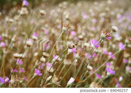 beautiful summer landscape with pink wild flowers 69040257
